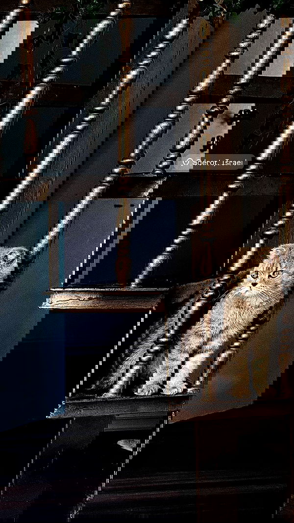 laluzone laluzone archive image