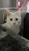 lamegfff Altpins Profile Picture