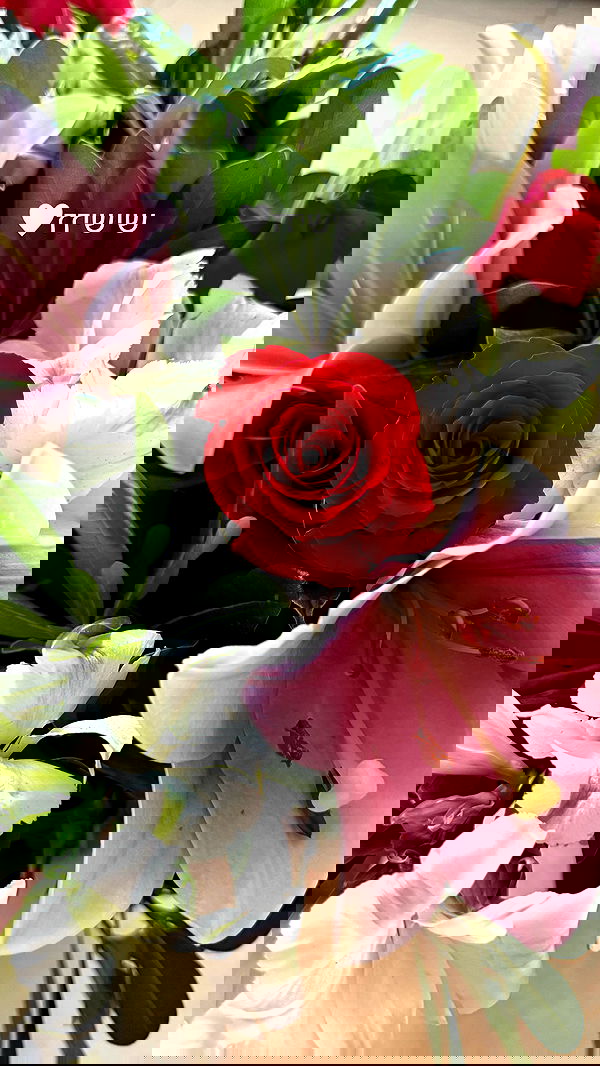 laniskot image ~ Altpins