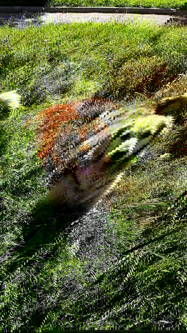 laniskot image ~ Altpins