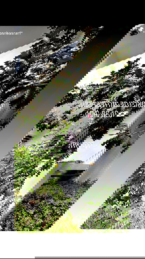 laniskot image ~ Altpins