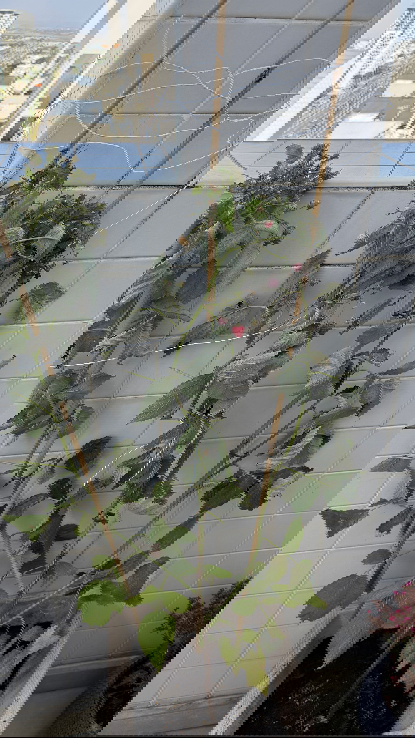 laniskot instagram image archive image