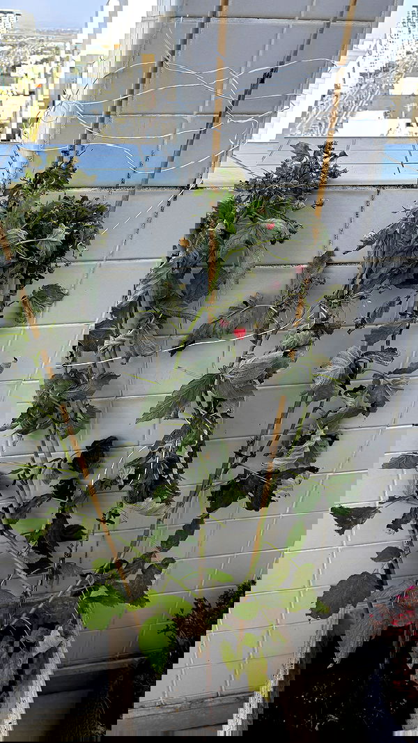 laniskot image ~ Altpins