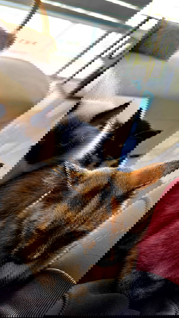 lapatronaz lapatronaz archive image