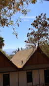 larin_manor10 Altpins Profile Picture