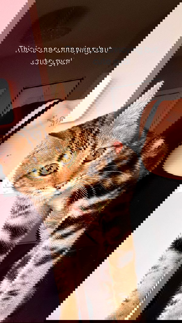 laurinchhhe image ~ Altpins