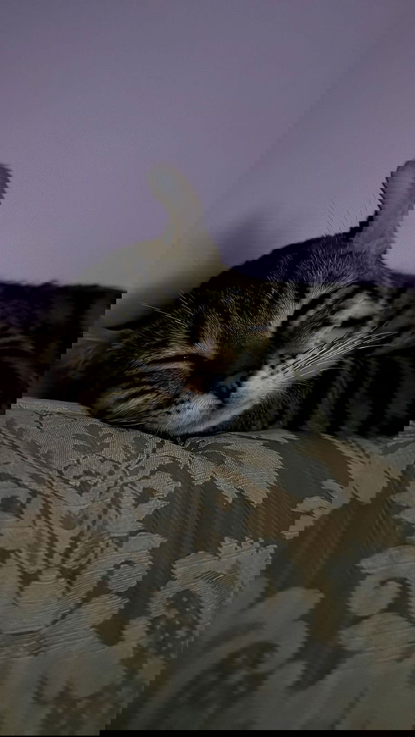 laurinchhhe image ~ Altpins