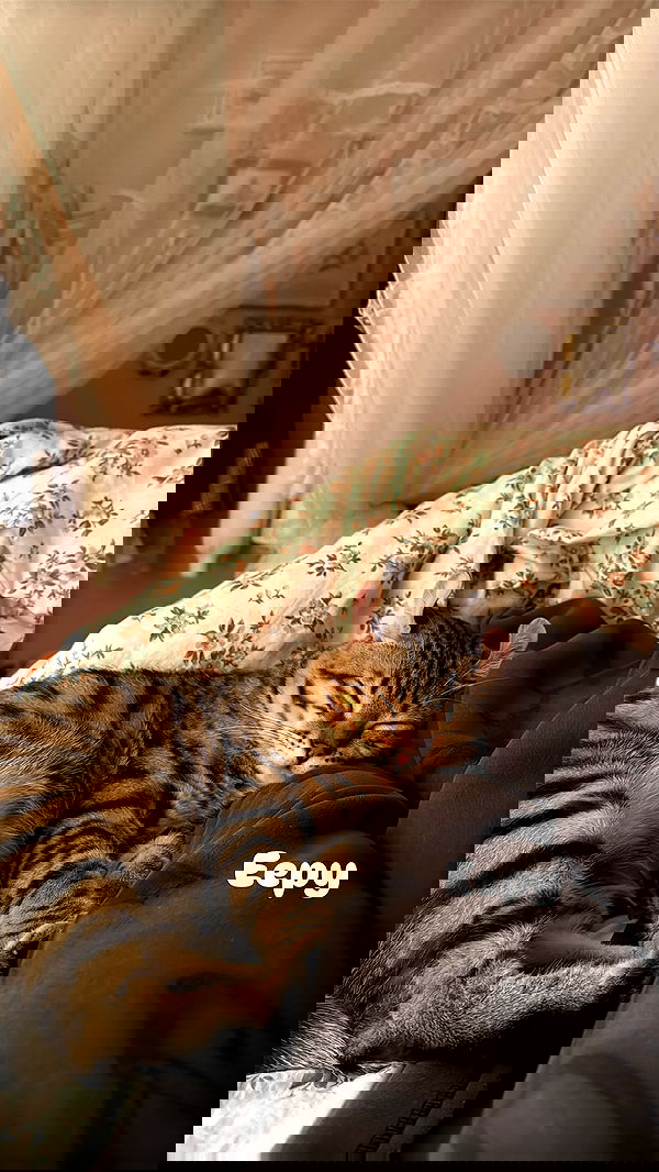 laurinchhhe image ~ Altpins