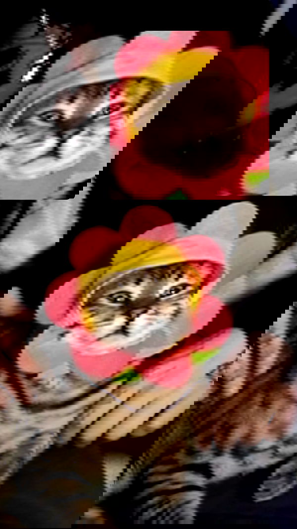 laurinchhhe image ~ Altpins