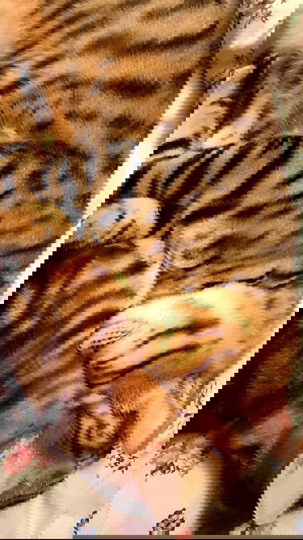 laurinchhhe image ~ Altpins