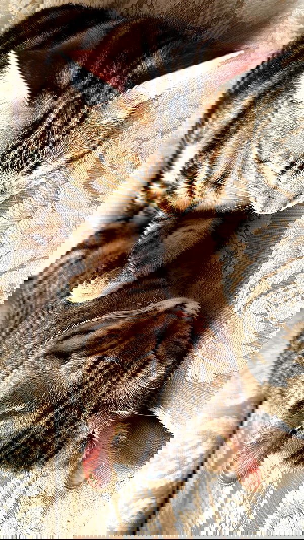 laurinchhhe image ~ Altpins