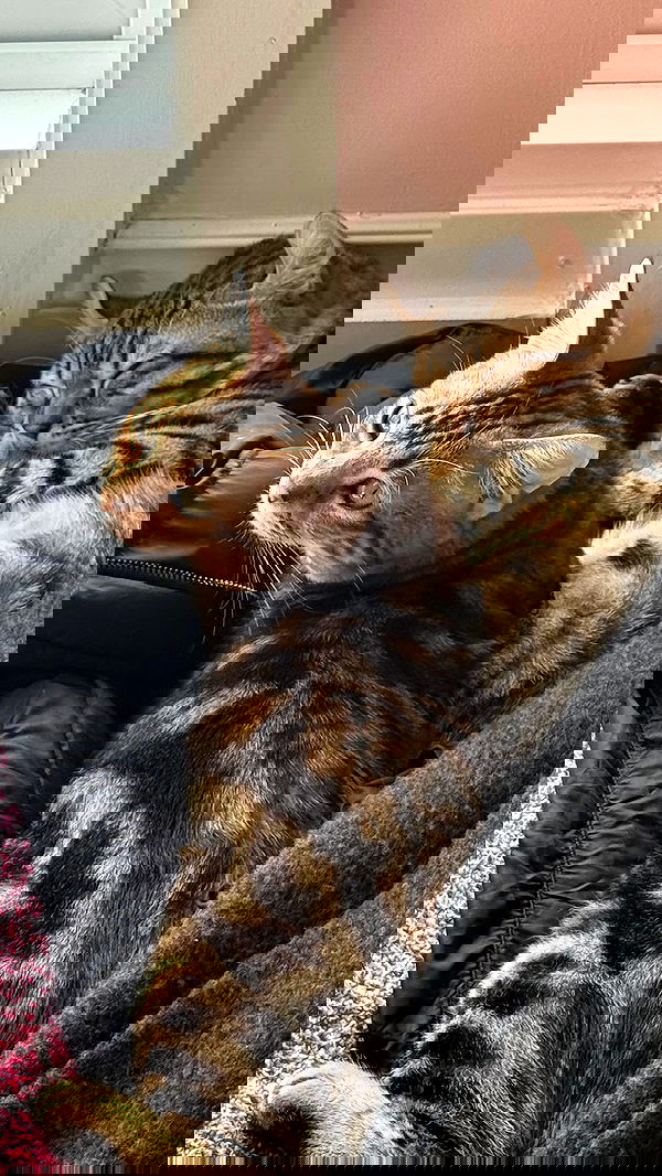 laurinchhhe image ~ Altpins