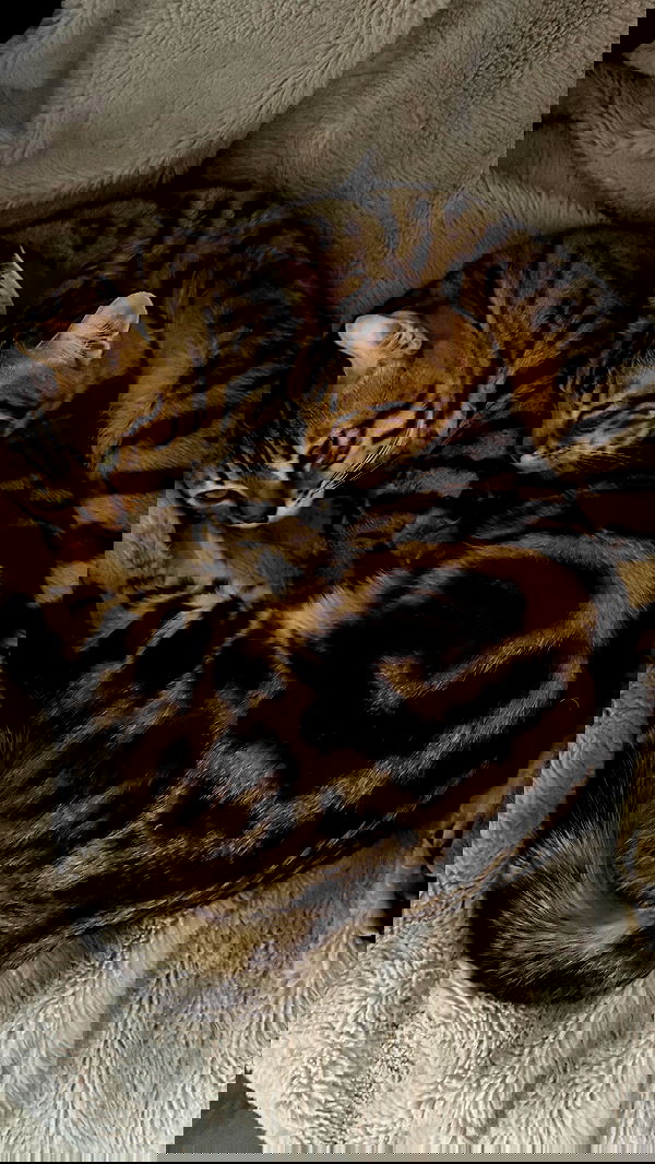 laurinchhhe image ~ Altpins