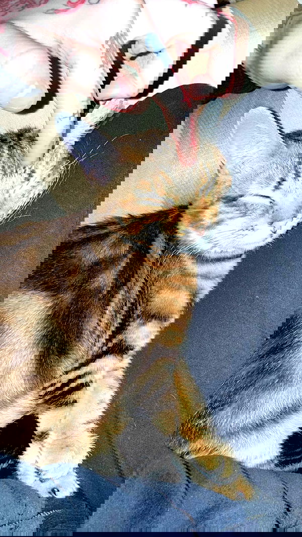 laurinchhhe image ~ Altpins