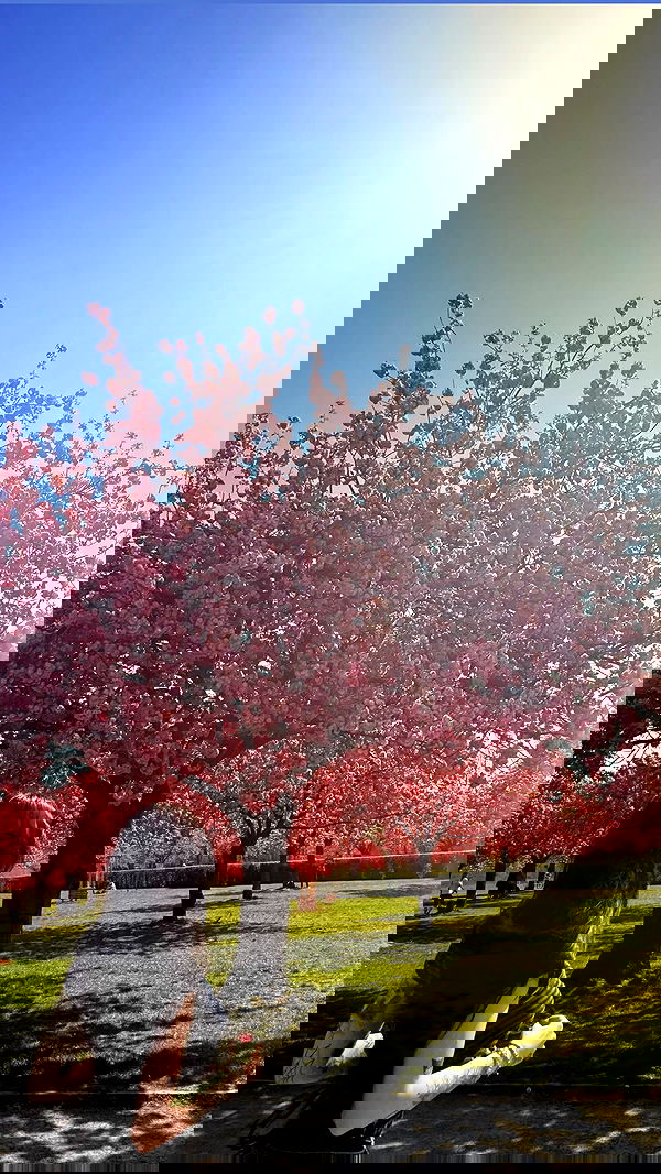 laurinchhhe image ~ Altpins