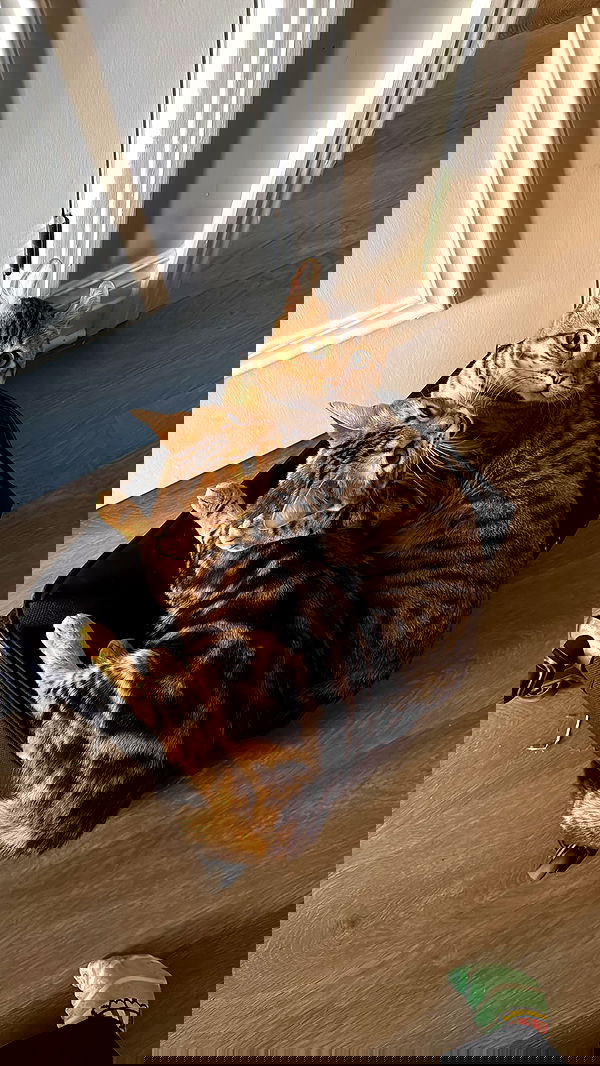 laurinchhhe image ~ Altpins