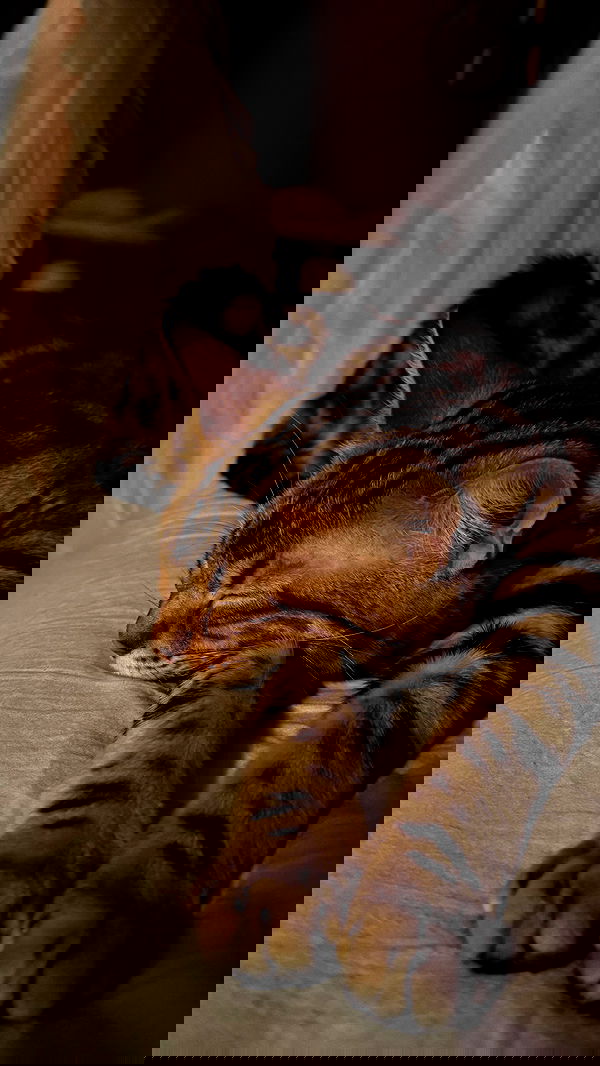 laurinchhhe image ~ Altpins