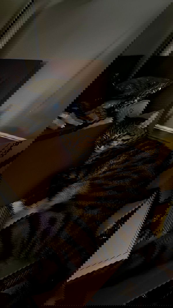 laurinchhhe image ~ Altpins