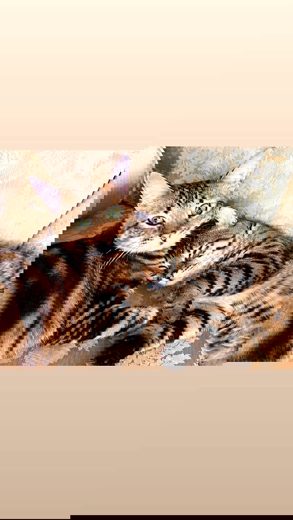 laurinchhhe image ~ Altpins