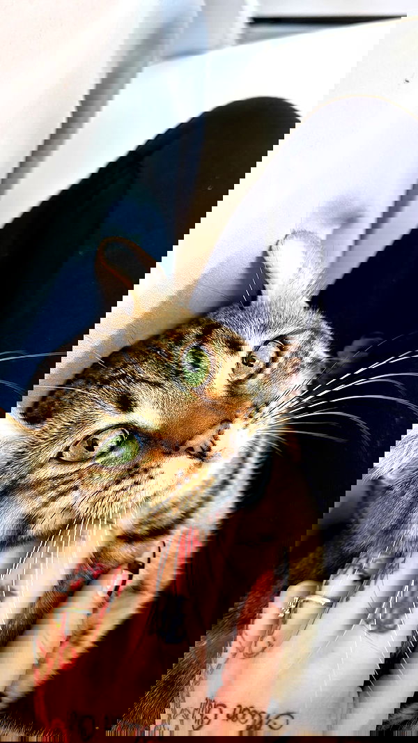 laurinchhhe image ~ Altpins