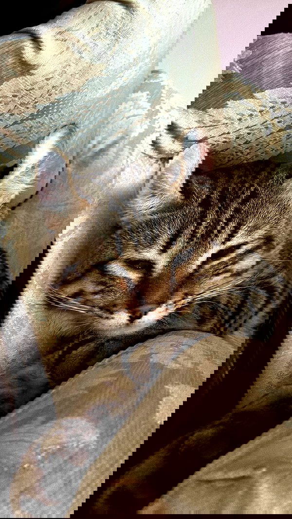 laurinchhhe image ~ Altpins