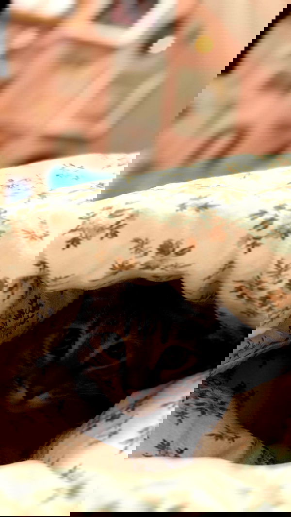 laurinchhhe image ~ Altpins