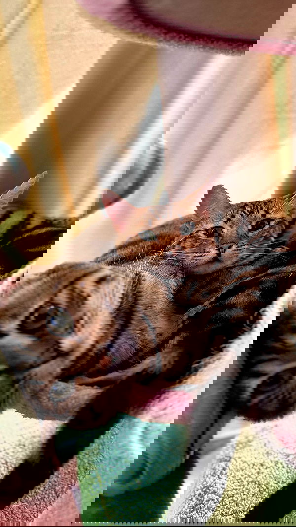 laurinchhhe image ~ Altpins