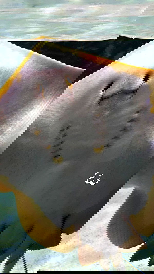 laurinchhhe image ~ Altpins