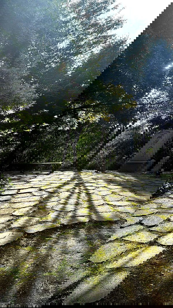 laurinchhhe image ~ Altpins