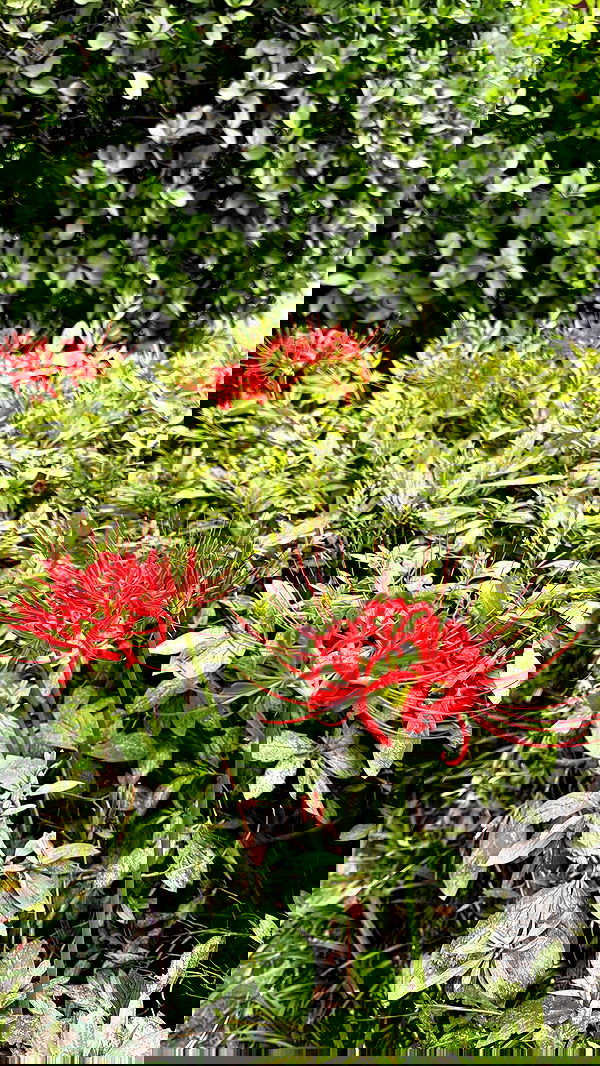 laurinchhhe image ~ Altpins