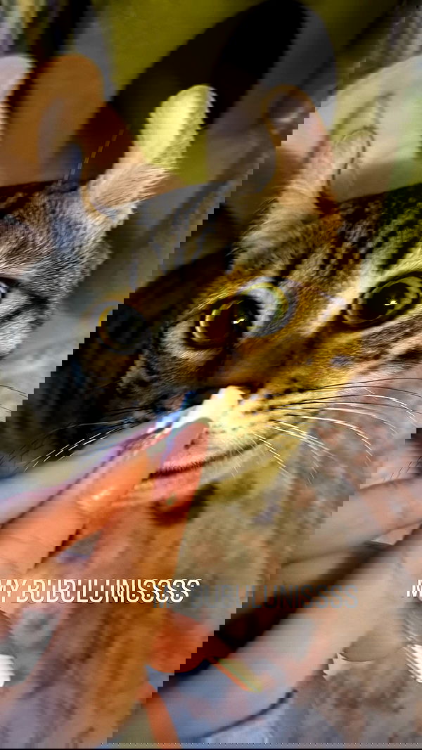 laurinchhhe image ~ Altpins