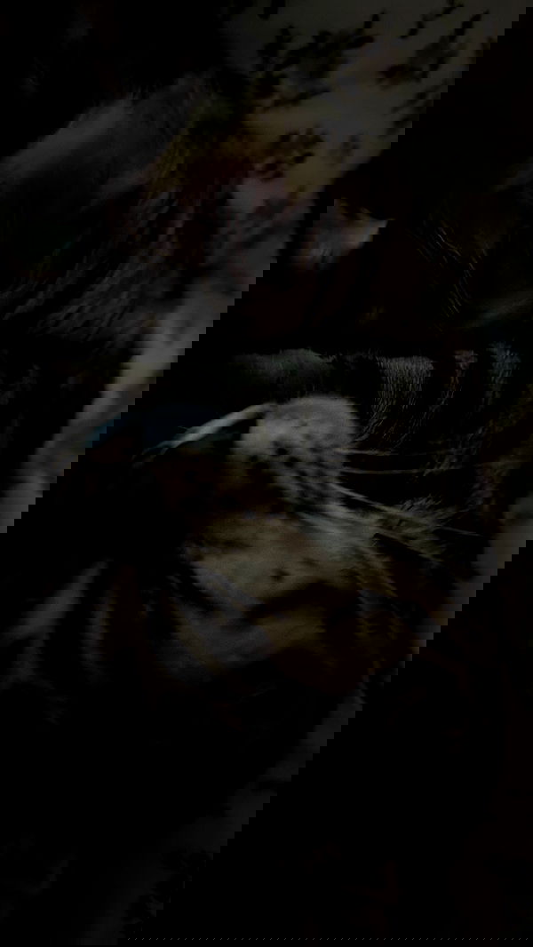 laurinchhhe image ~ Altpins