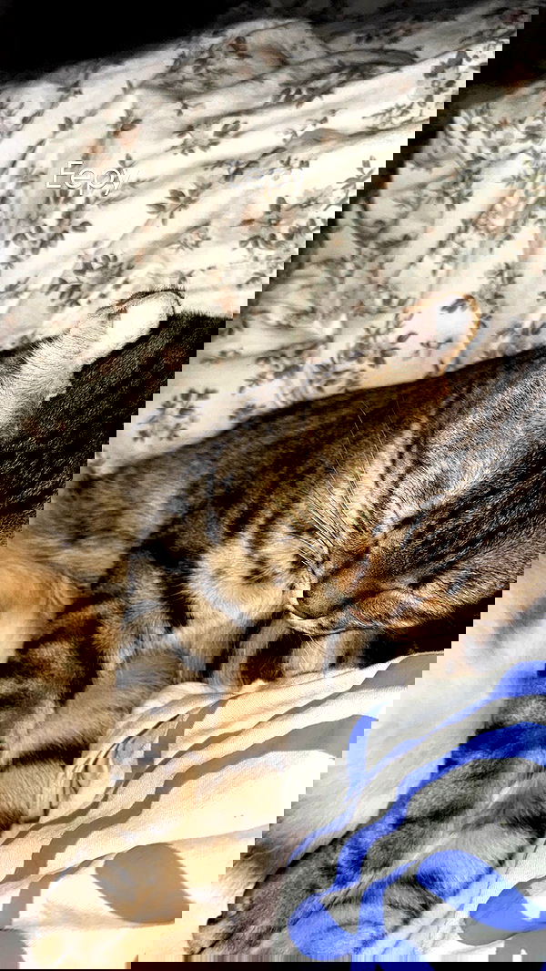 laurinchhhe image ~ Altpins