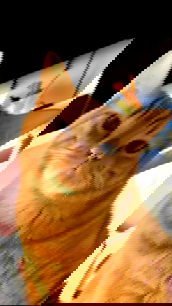 laurinchhhe image ~ Altpins