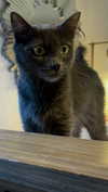 leelafleck Altpins Profile Picture
