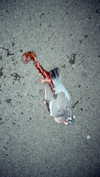 lejinfan Altpins Profile Picture