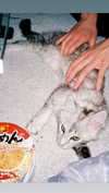 lejinfan Altpins Profile Picture