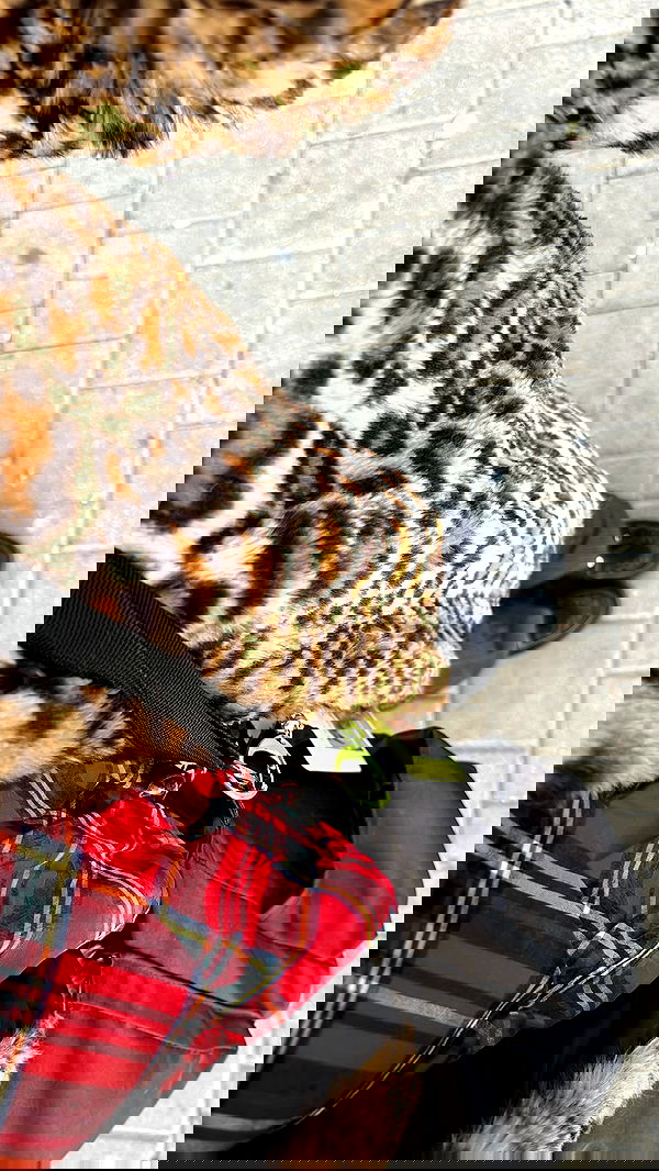 li.zi.707 li.zi.707 archive image