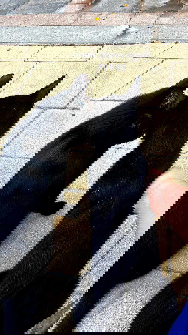 li.zi.707 li.zi.707 archive image