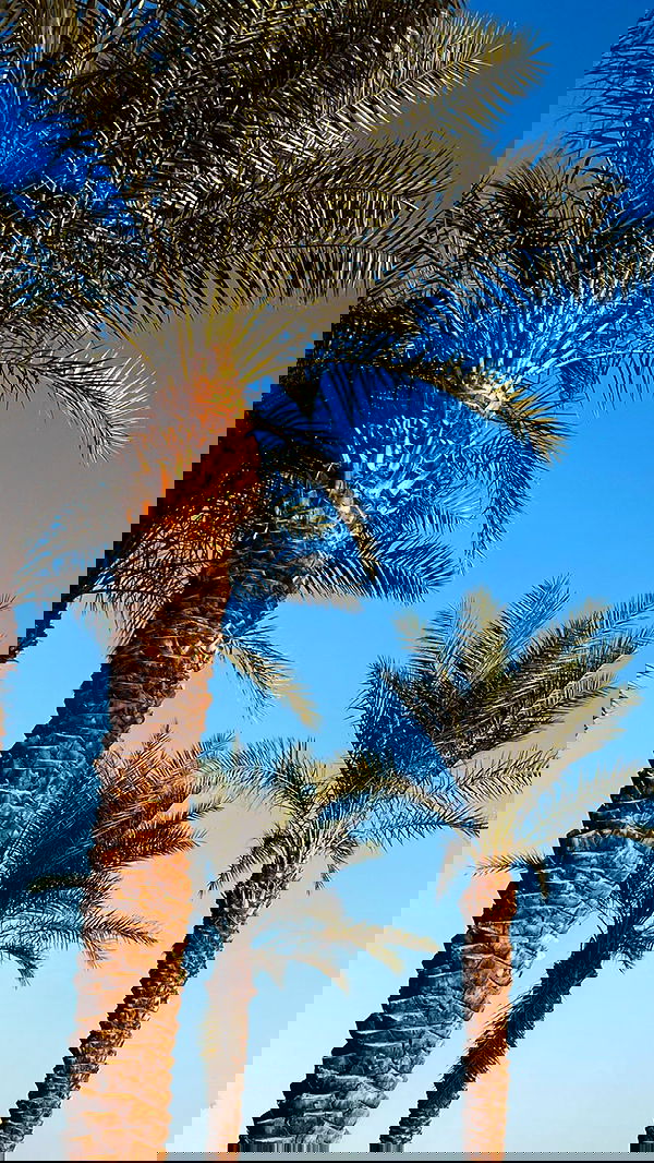 lia_abramovich image ~ Altpins