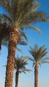 lia_abramovich Altpins Profile Picture