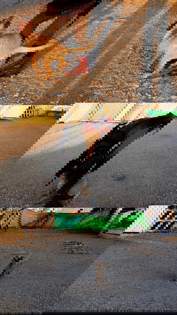 lia_abramovich image ~ Altpins