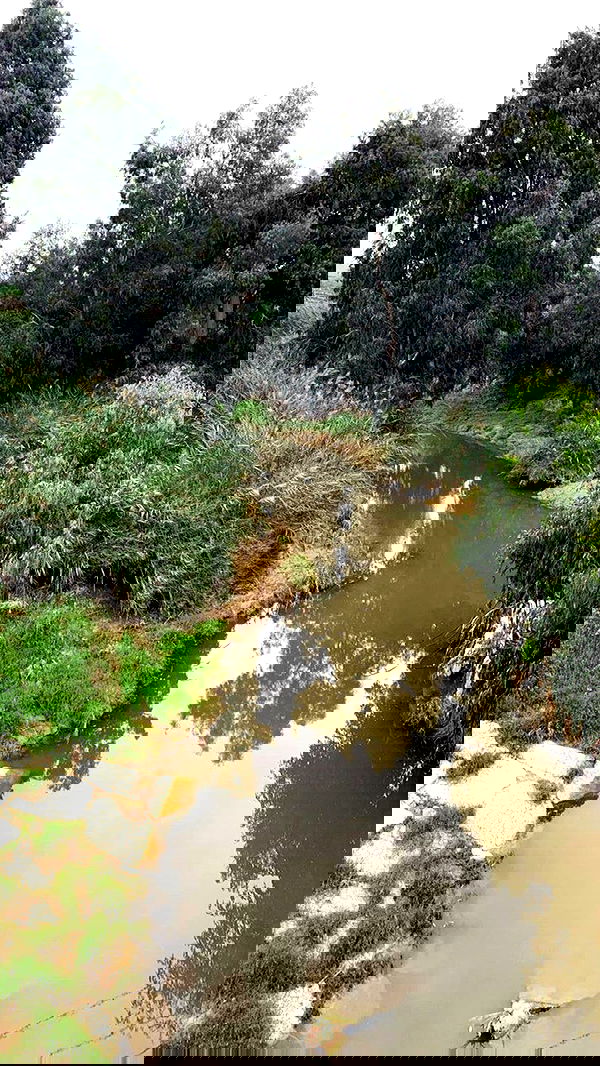 liad.arazi image ~ Altpins