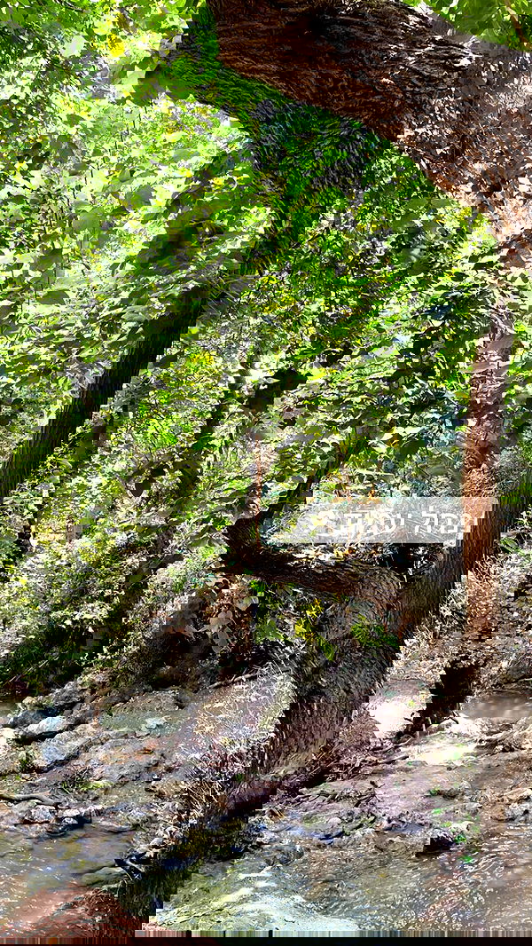 liad.arazi image ~ Altpins