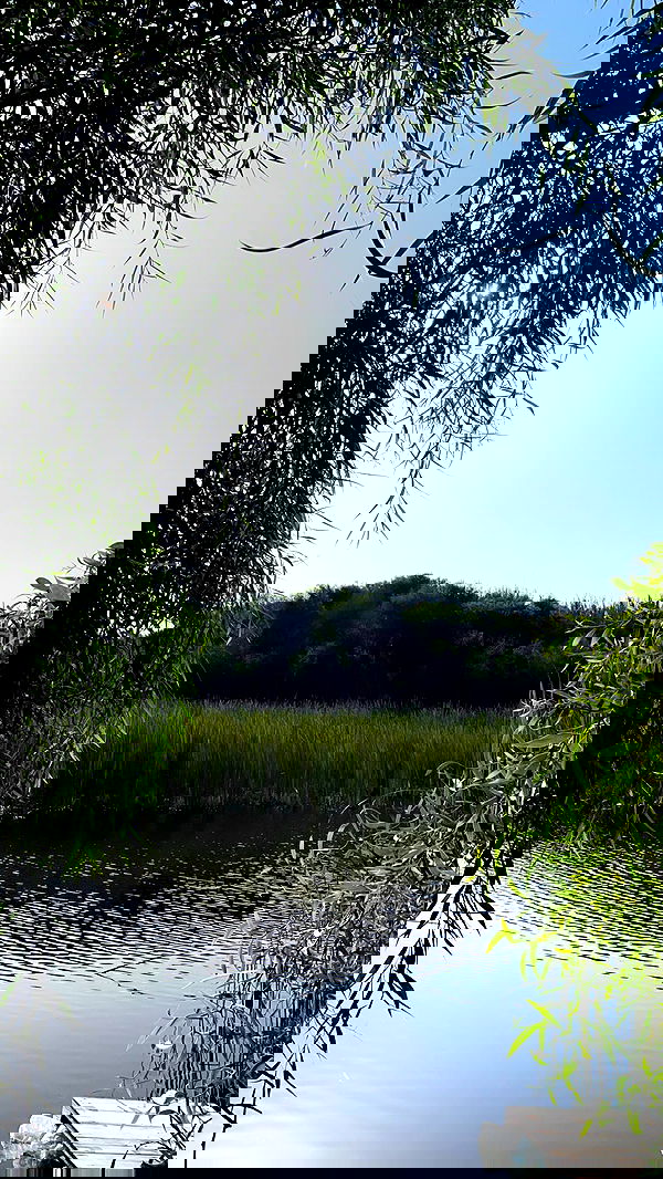 liad.arazi image ~ Altpins