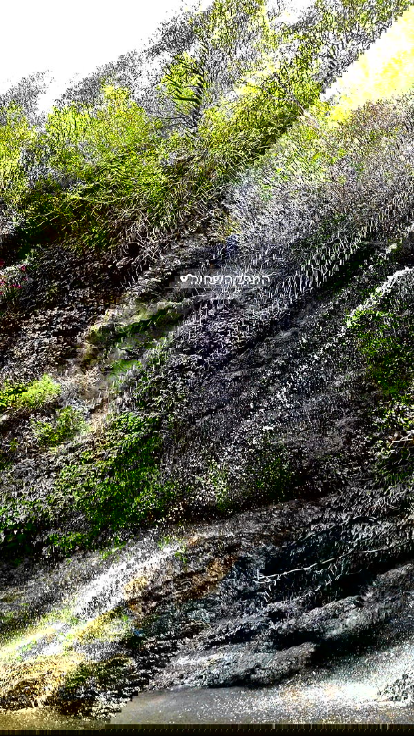 liad.arazi image ~ Altpins