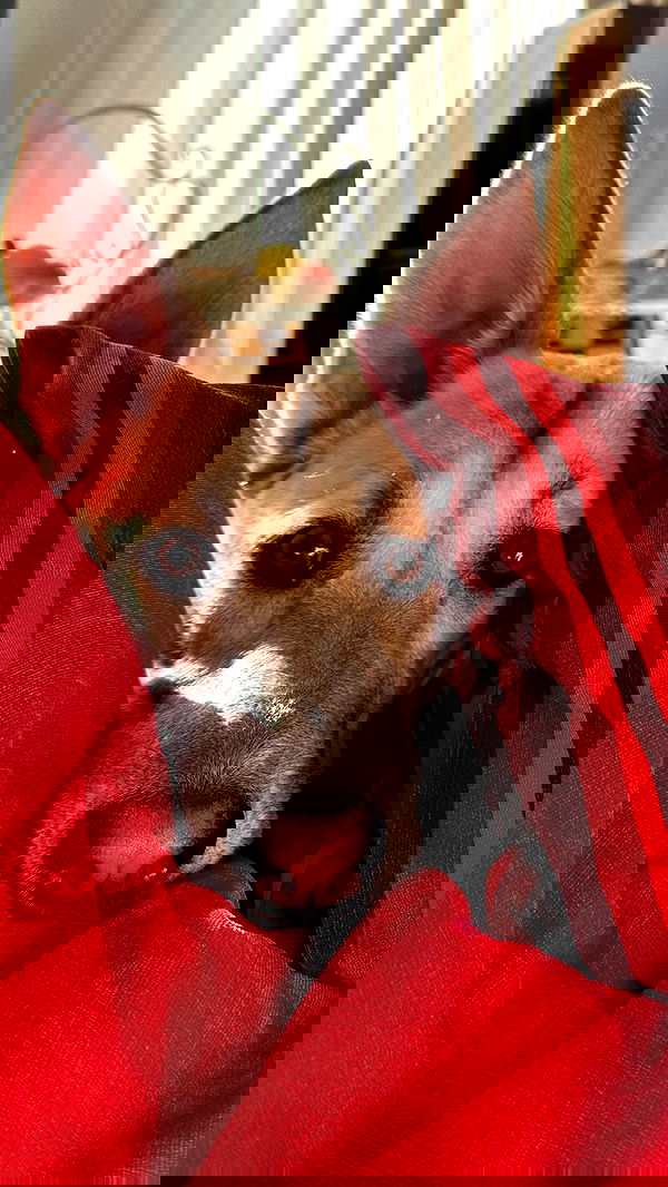 liashaked liashaked archive image