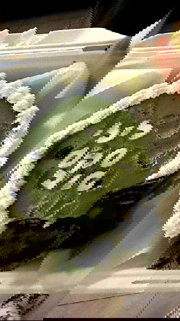 liashaked liashaked archive image