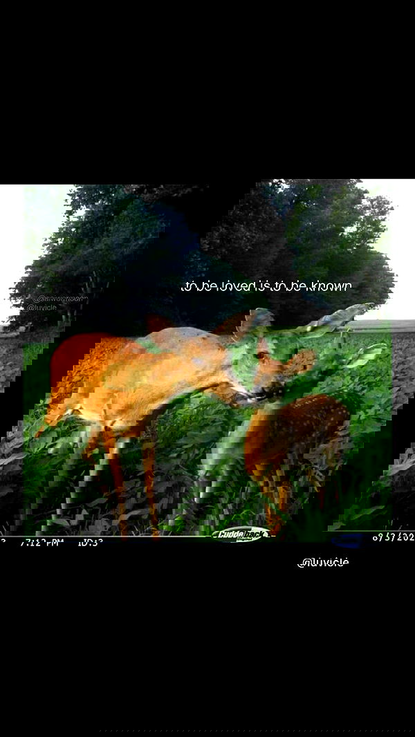 liashaked liashaked archive image