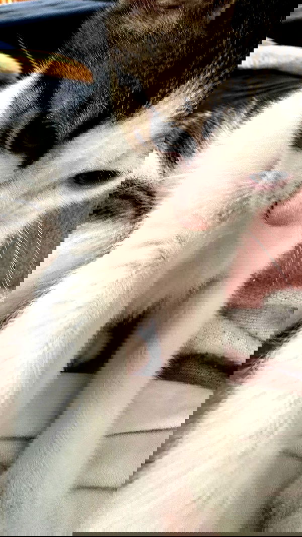 liashaked liashaked archive image